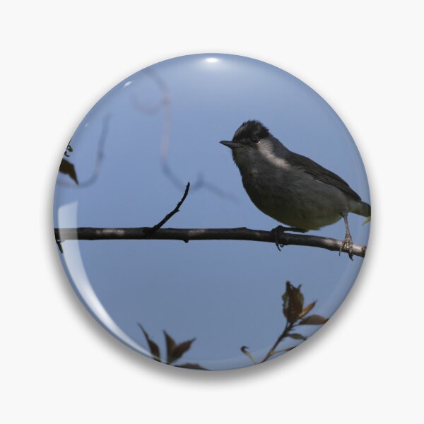 Item preview, Eurasian blackcap designed and sold by Calidris Fotografie Steffi & Ben Köppler.