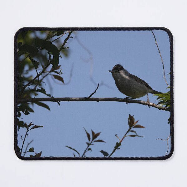 Item preview, Eurasian blackcap designed and sold by Calidris Fotografie Steffi & Ben Köppler.
