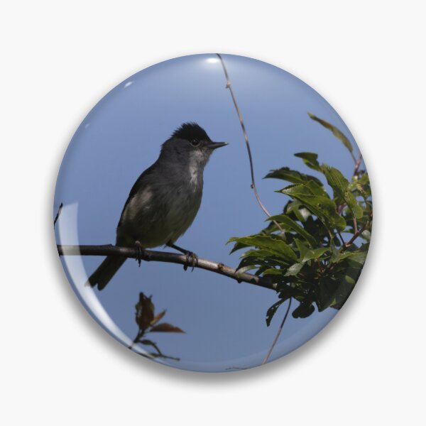 Item preview, Eurasian blackcap designed and sold by Calidris Fotografie Steffi & Ben Köppler.