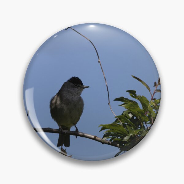 Item preview, Eurasian blackcap designed and sold by Calidris Fotografie Steffi & Ben Köppler.