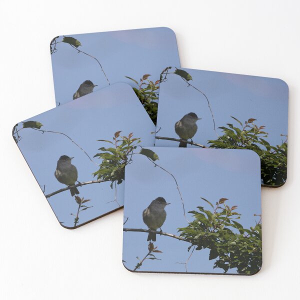 Item preview, Eurasian blackcap designed and sold by Calidris Fotografie Steffi & Ben Köppler.
