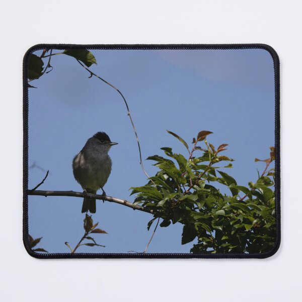 Item preview, Eurasian blackcap designed and sold by Calidris Fotografie Steffi & Ben Köppler.