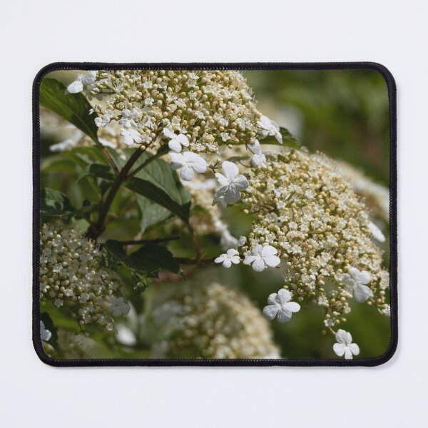 Item preview, Goelder Rose designed and sold by Calidris Fotografie Steffi & Ben Köppler.