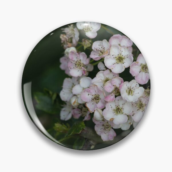 Item preview, English hawthorn designed and sold by Calidris Fotografie Steffi & Ben Köppler.