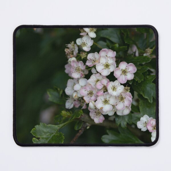 Item preview, English hawthorn designed and sold by Calidris Fotografie Steffi & Ben Köppler.