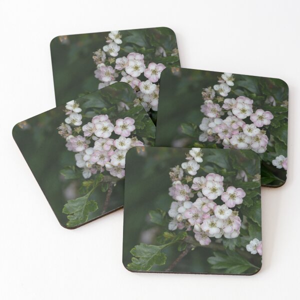 Item preview, English hawthorn designed and sold by Calidris Fotografie Steffi & Ben Köppler.