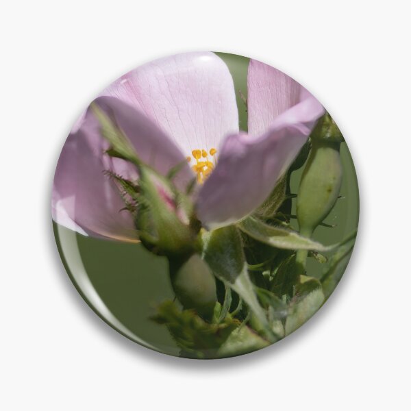 Item preview, Dog Rose designed and sold by Calidris Fotografie Steffi & Ben Köppler.