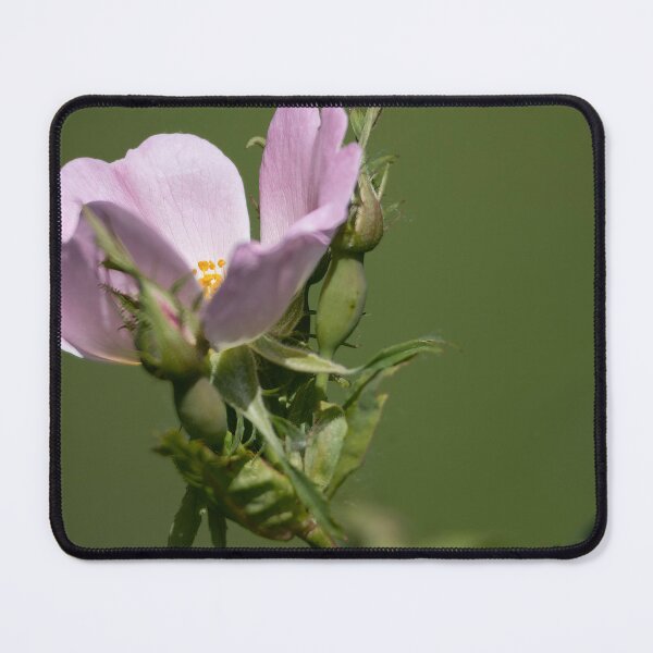 Item preview, Dog Rose designed and sold by Calidris Fotografie Steffi & Ben Köppler.