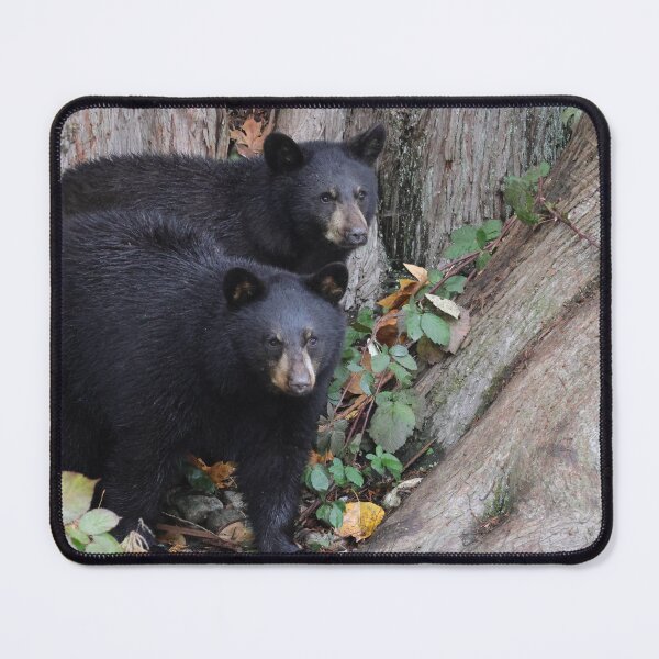 Item preview, Black Bear Cubs designed and sold by Darren Quarin.
