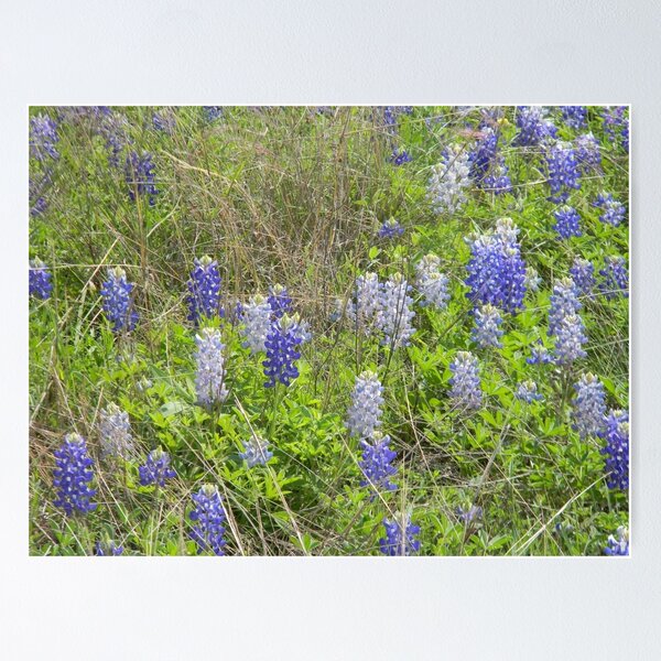 Item preview, Light Bluebonnet Anomaly designed and sold by Navigator.