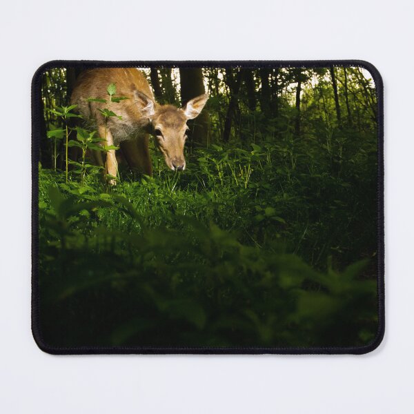 Item preview, Fallow Deer designed and sold by MTPhotos1406.