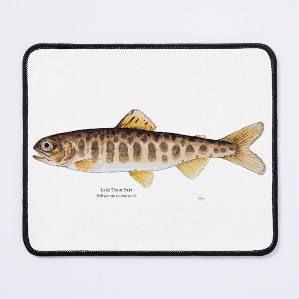 Item preview, Lake Trout Parr Painting designed and sold by Stephen Emms.
