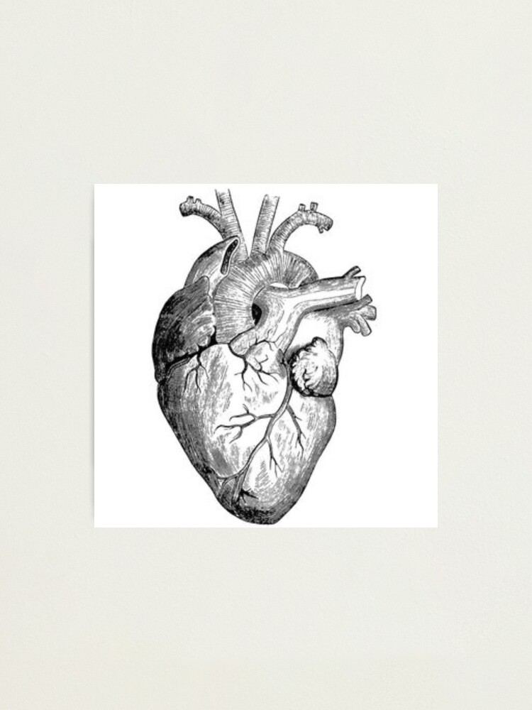 Realistic Heart Drawing Photographic Print