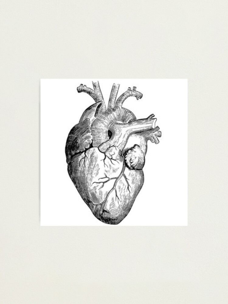 Realistic Heart Illustration With Valves Pencil Sketch Spiral Notebook ...