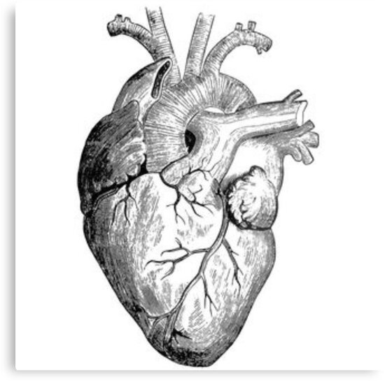 Realistic Heart Drawing Metal Print By Rockymountains Redbubble