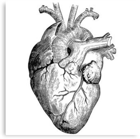 "Realistic heart drawing " Canvas Print by RockyMountains Redbubble