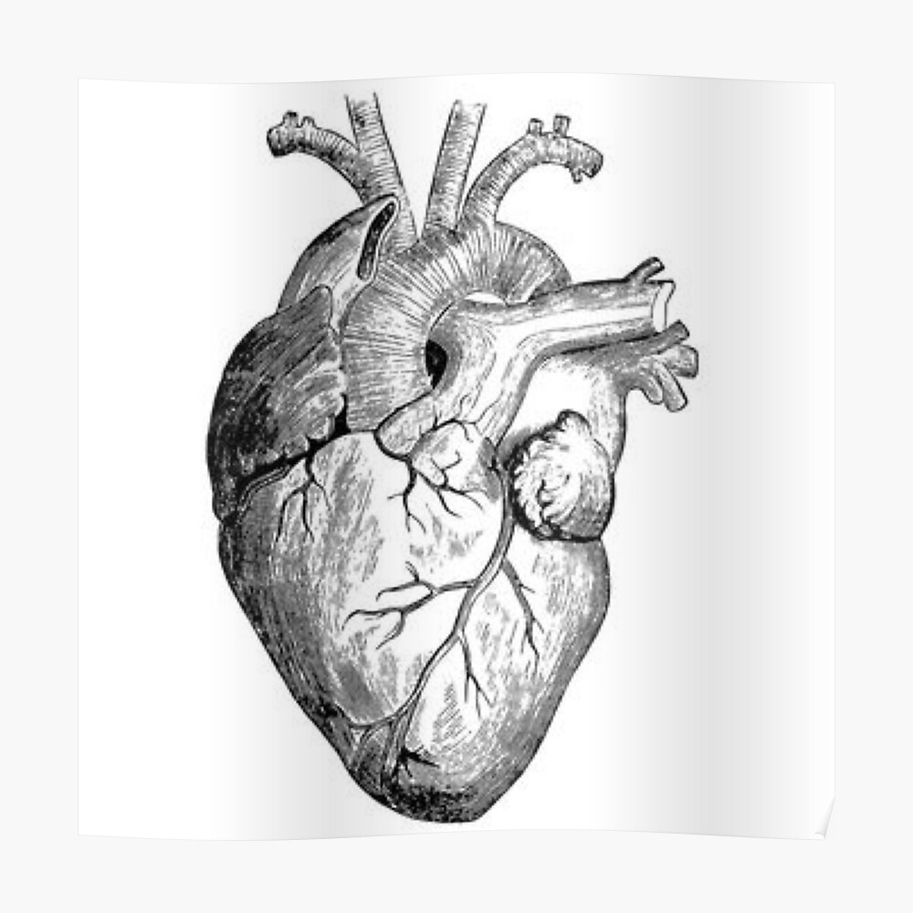 Realistic Heart Drawing Sticker By Rockymountains Redbubble