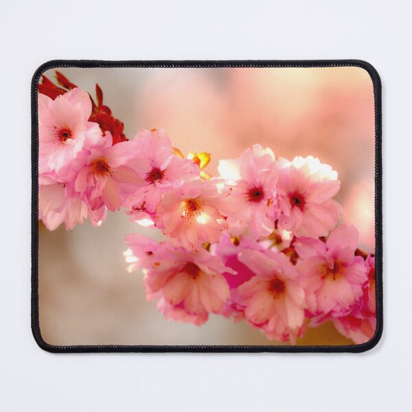 Item preview,  Digital Photograph of Sunlit spring Cherry Blossom Batsford Woodland Cotswolds Gloucestershire  designed and sold by SimonJohnson1.