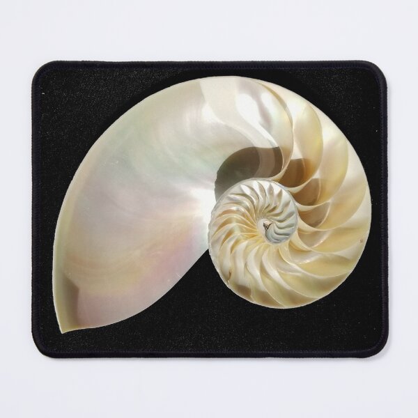 Item preview, Chambered Nautilus Shell Sliced in Half with Black Background designed and sold by Creative Endeavors ..