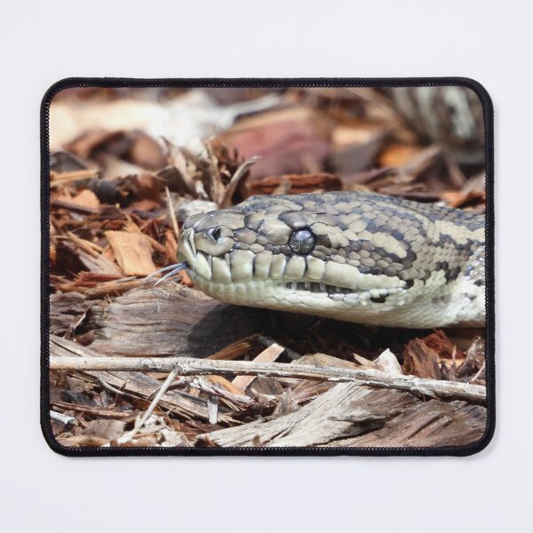 Item preview, Coastal carpet python snake designed and sold by Mark Grimsley.