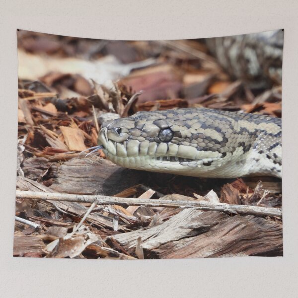 Item preview, Coastal carpet python snake designed and sold by Mark Grimsley.