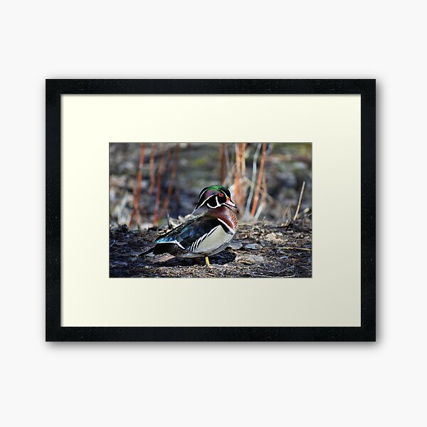 Male Wood Duck Framed Art Print