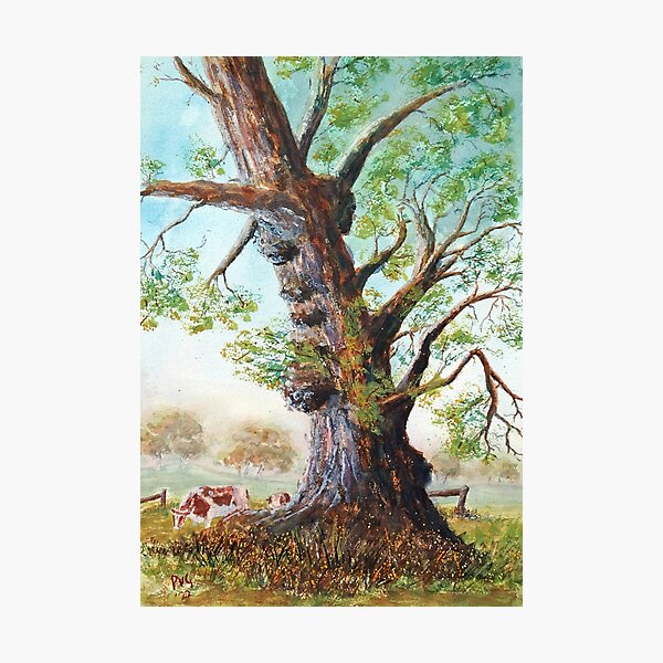 Item preview, Craggy Burled Gumtree - Watercolour designed and sold by Paul Gilbert.