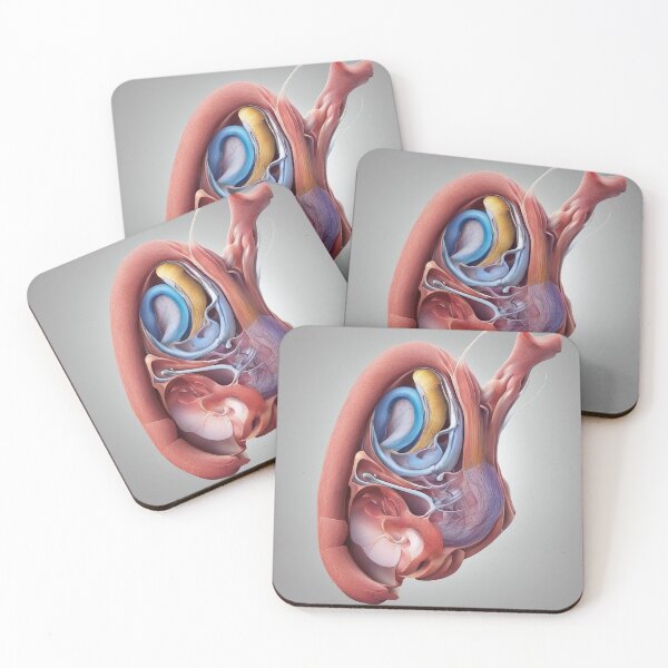 Item preview, Ear Anatomy Sticker Human Inner Ear Anatomy Illustration, Middle Ear Anatomy Sticker, Labelled Ear Anatomy, Human Ear Anatomy Diagram  designed and sold by Footy Frenzy.