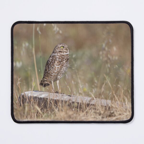 Item preview, Burrowing Owl in The Field designed and sold by CarolM.