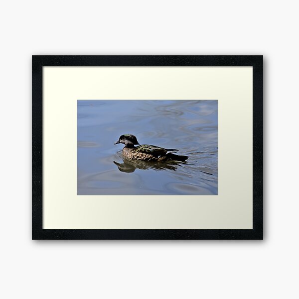 Female Wood Duck Framed Art Print