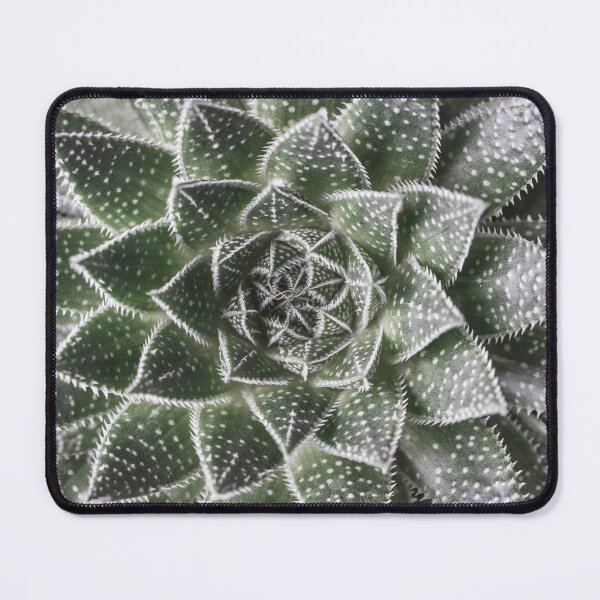 Item preview, Aloe Aristata designed and sold by assaf.