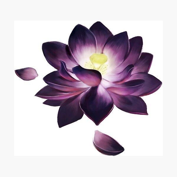 Black Lotus Photographic Print