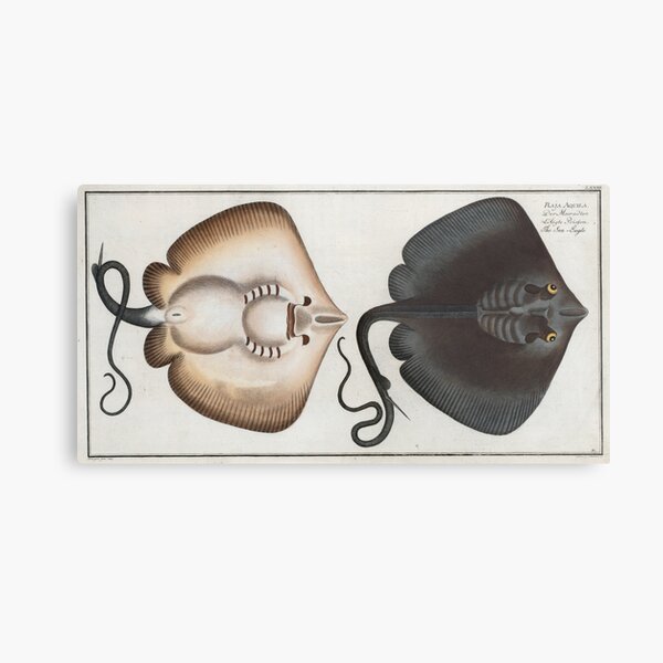 Item preview, Vintage Stingray Illustration (1785) designed and sold by BravuraMedia.
