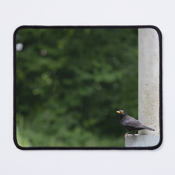 Item preview, Common Blackbird designed and sold by Calidris Fotografie Steffi & Ben Köppler.