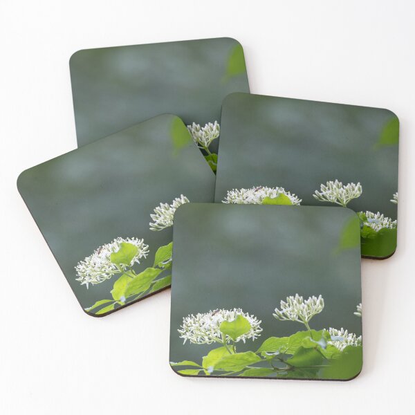 Item preview, Common Dogwood designed and sold by Calidris Fotografie Steffi & Ben Köppler.