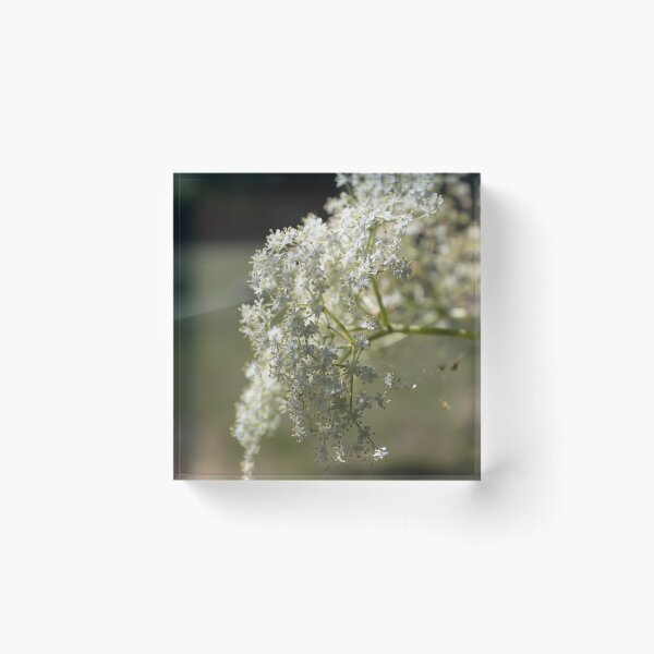 Item preview, Black Elder designed and sold by Calidris Fotografie Steffi & Ben Köppler.