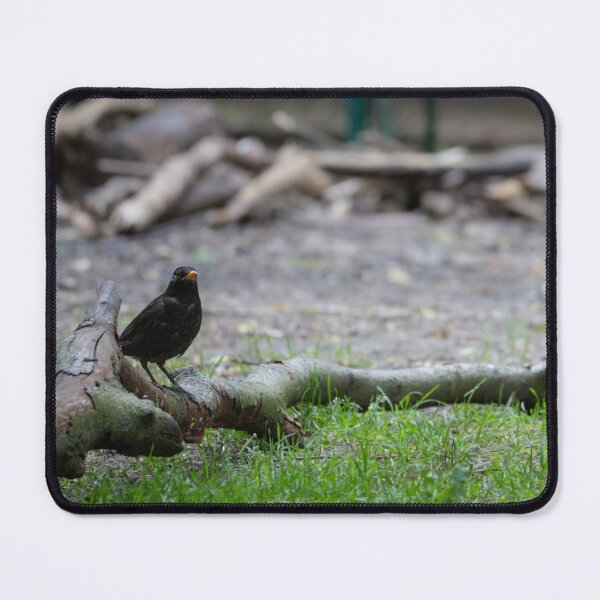 Item preview, Common Blackbird designed and sold by Calidris Fotografie Steffi & Ben Köppler.