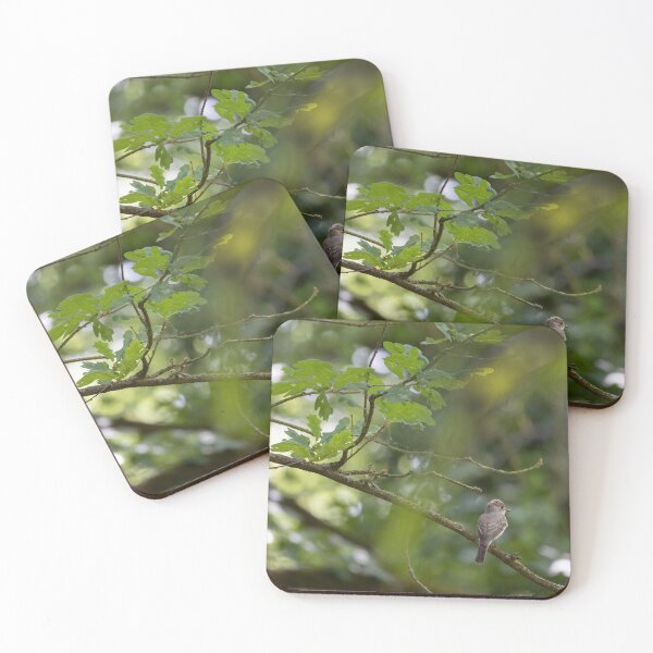 Item preview, Spotted Flycatcher designed and sold by Calidris Fotografie Steffi & Ben Köppler.
