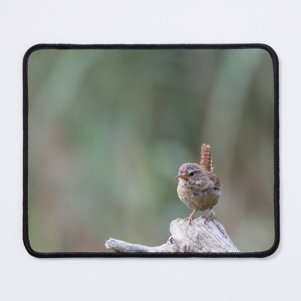 Item preview, Eurasian wren designed and sold by Calidris Fotografie Steffi & Ben Köppler.