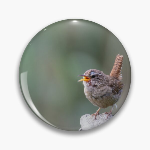 Item preview, Eurasian wren designed and sold by Calidris Fotografie Steffi & Ben Köppler.