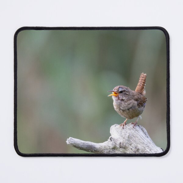 Item preview, Eurasian wren designed and sold by Calidris Fotografie Steffi & Ben Köppler.