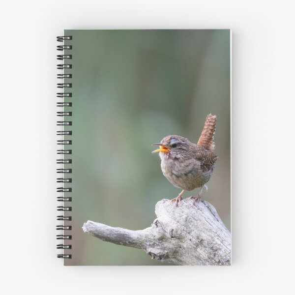 Item preview, Eurasian wren designed and sold by Calidris Fotografie Steffi & Ben Köppler.