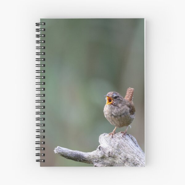 Item preview, Eurasian wren designed and sold by Calidris Fotografie Steffi & Ben Köppler.