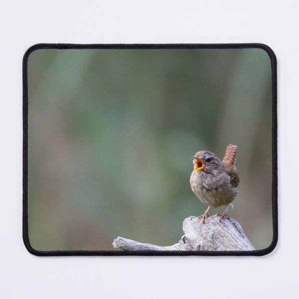 Item preview, Eurasian wren designed and sold by Calidris Fotografie Steffi & Ben Köppler.