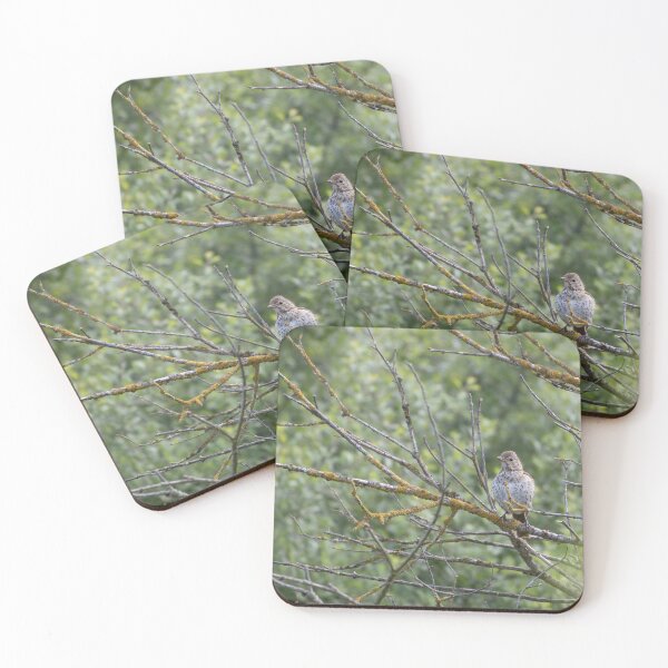 Item preview, True Thrush designed and sold by Calidris Fotografie Steffi & Ben Köppler.