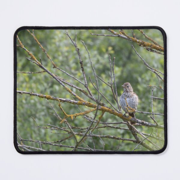 Item preview, True Thrush designed and sold by Calidris Fotografie Steffi & Ben Köppler.
