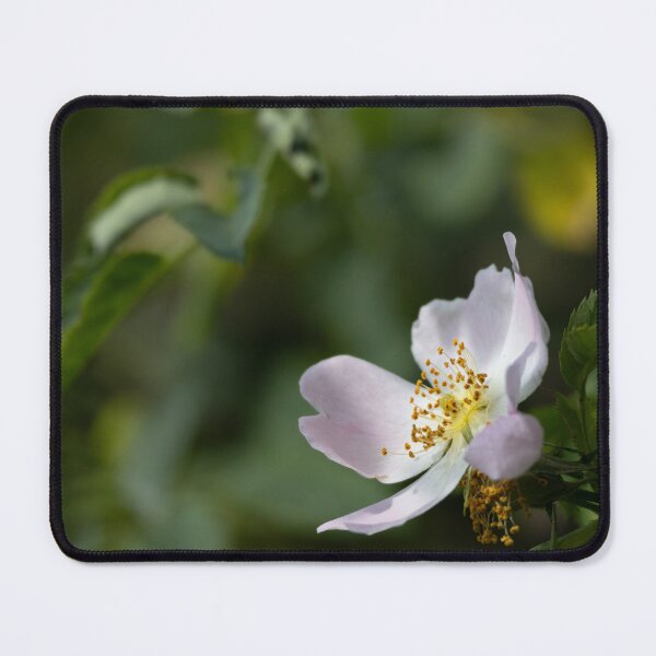 Item preview, Dog Rose designed and sold by Calidris Fotografie Steffi & Ben Köppler.
