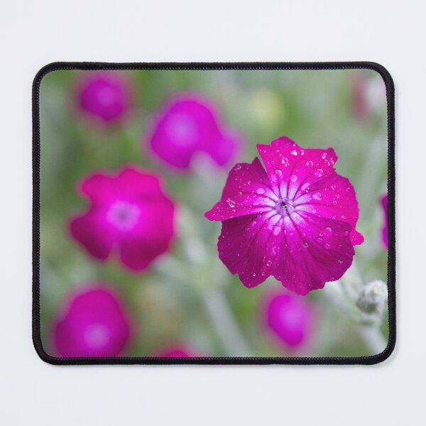 Item preview, mullein-pink designed and sold by Calidris Fotografie Steffi & Ben Köppler.