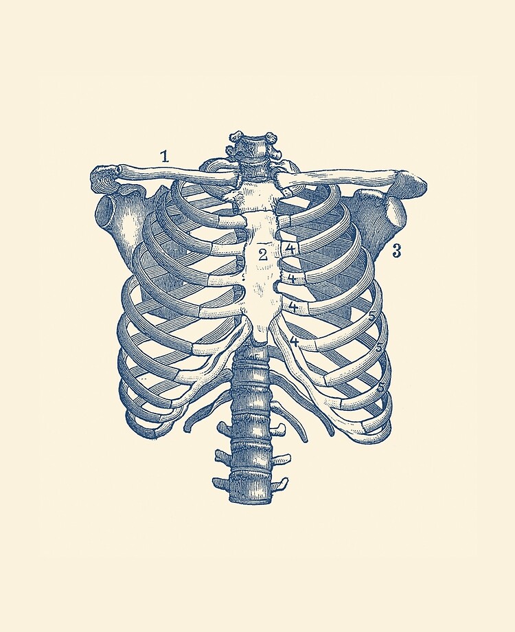 Rib Cage Diagram / Structure Of The Ribcage And Ribs ...