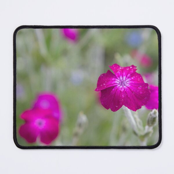 Item preview, rose campion designed and sold by Calidris Fotografie Steffi & Ben Köppler.
